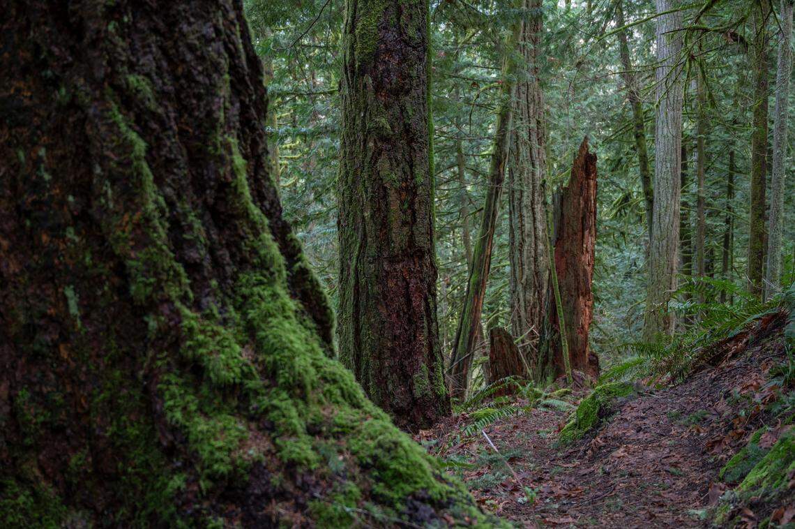 Varying tree species line a trail in a Washington State Department of Natural Resources-managed forest off of Rutsatz Road in 2022 near Deming.