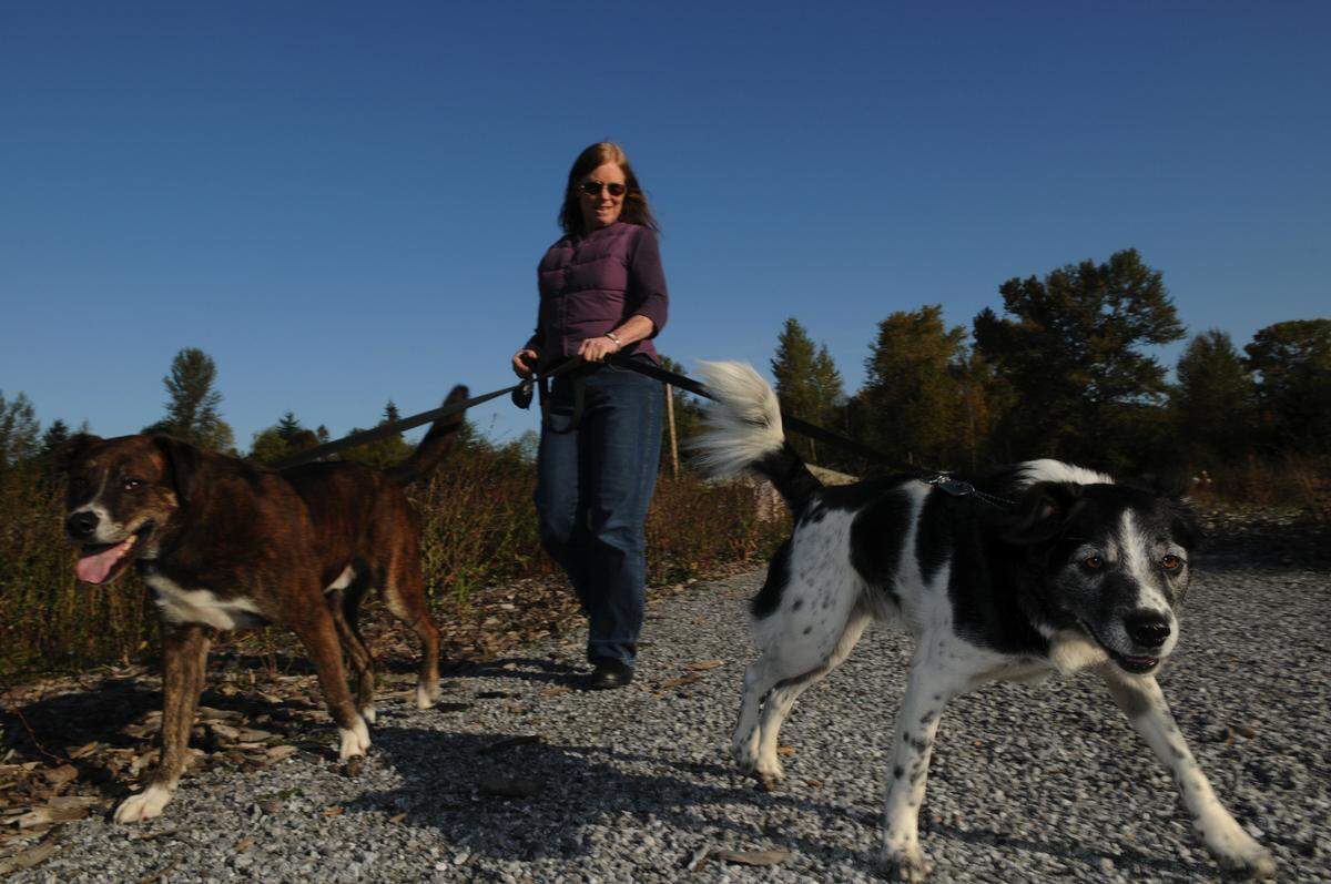 Leashed dogs walk on the trail around Squalicum Creek Park in Bellingham.