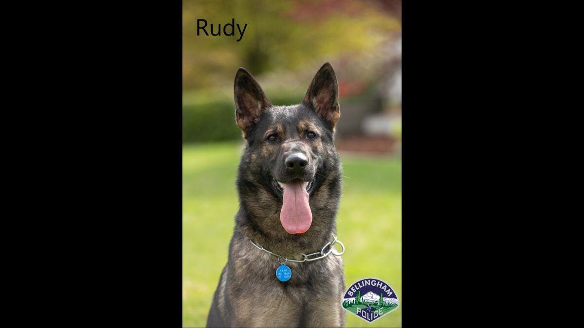 Police Service Dog Rudy was used to apprehend an alleged kidnapping suspect on May 4 in Bellingham.