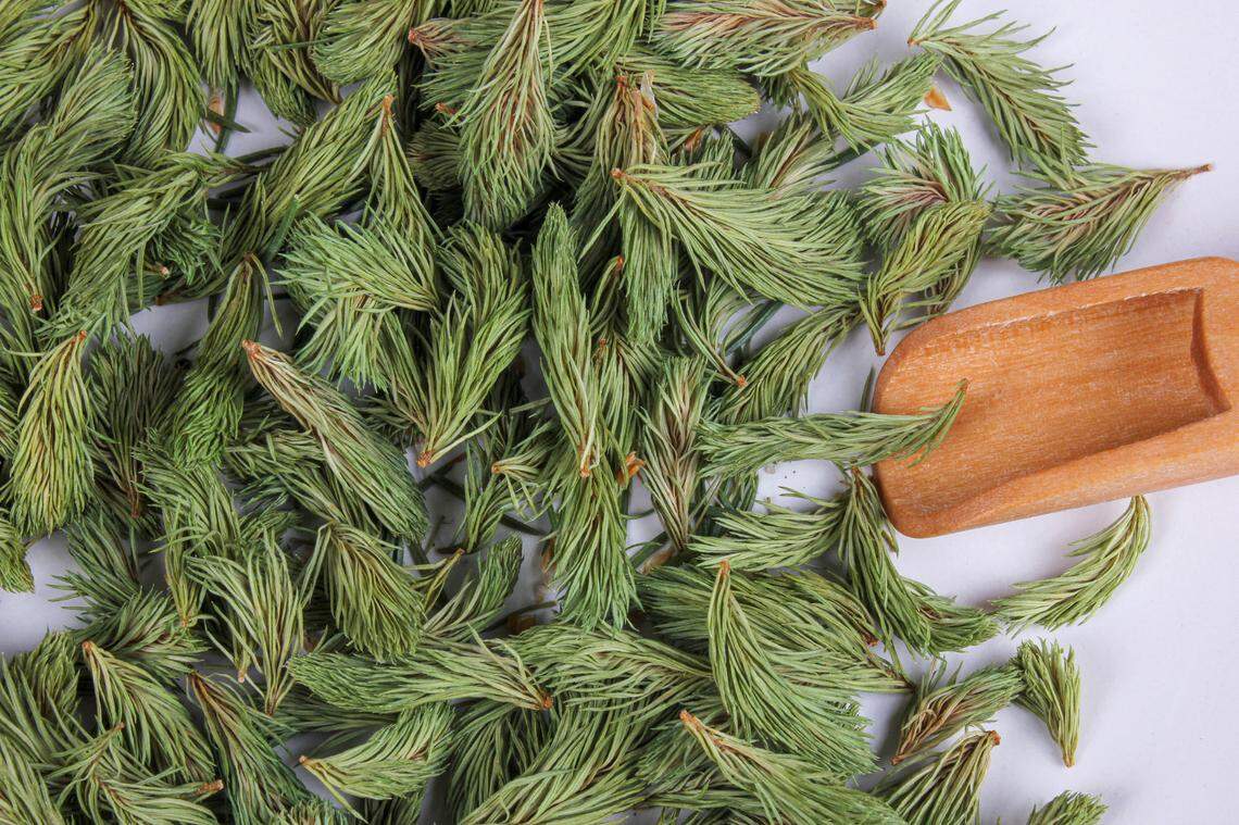 Dried young shoots of spruce prepare for tea. Remedy for cough and asthma.