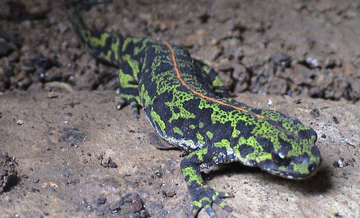 The marbled newt is a mainly terrestrial newt native to western Europe.