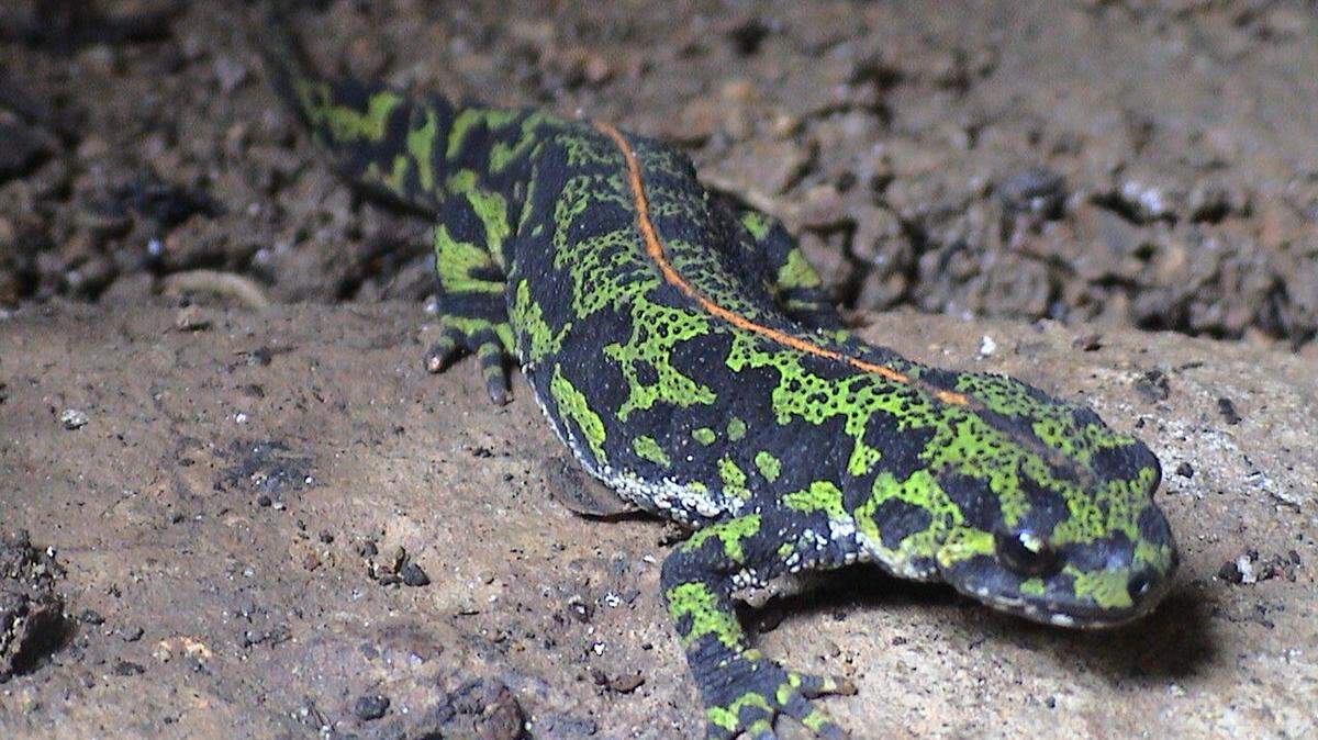 The marbled newt is a mainly terrestrial newt native to western Europe.