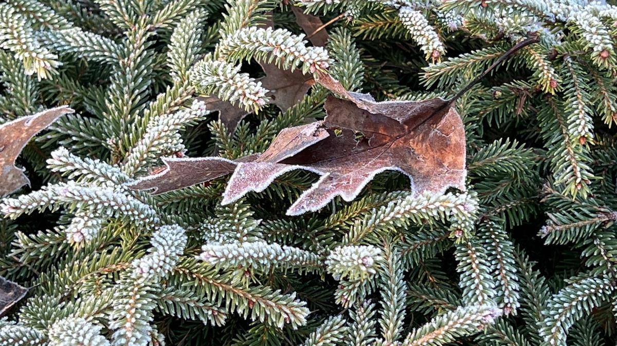 The first frost of fall could arrive this week in Centre County. Here’s what the forecast says.