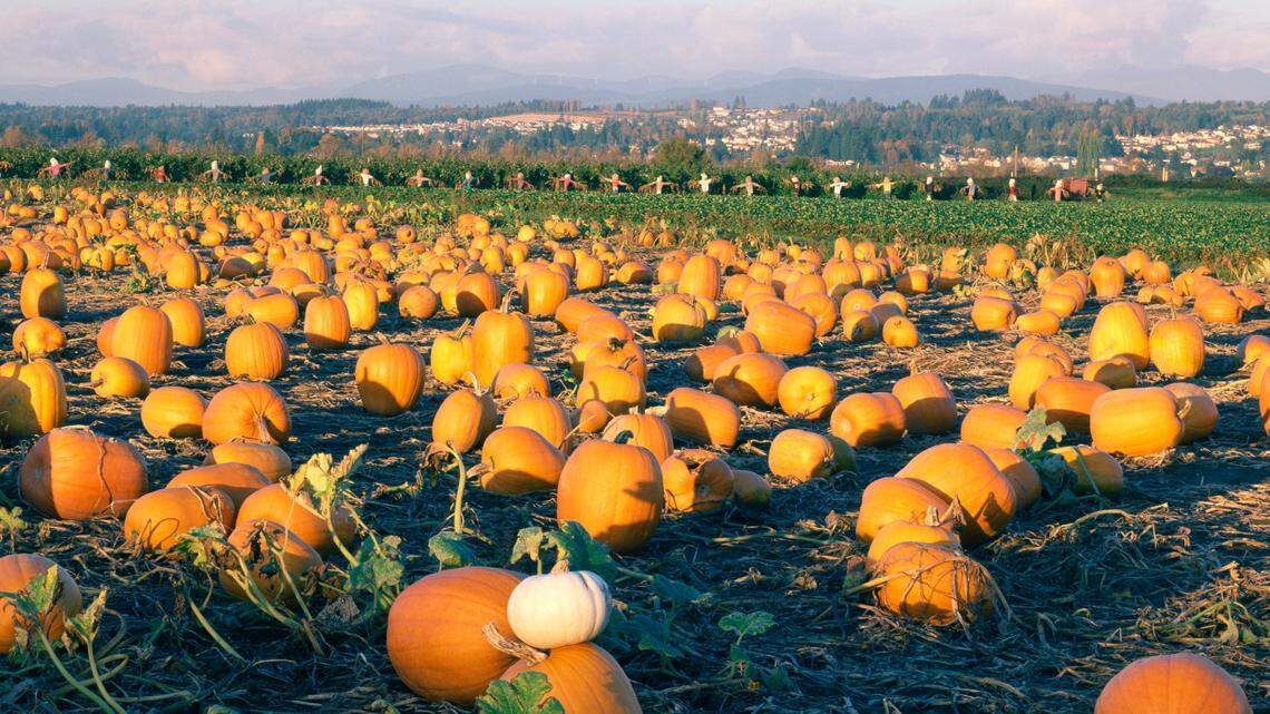 Fall is here, and we want to know your favorite pumpkin patch in Whatcom County. Vote now