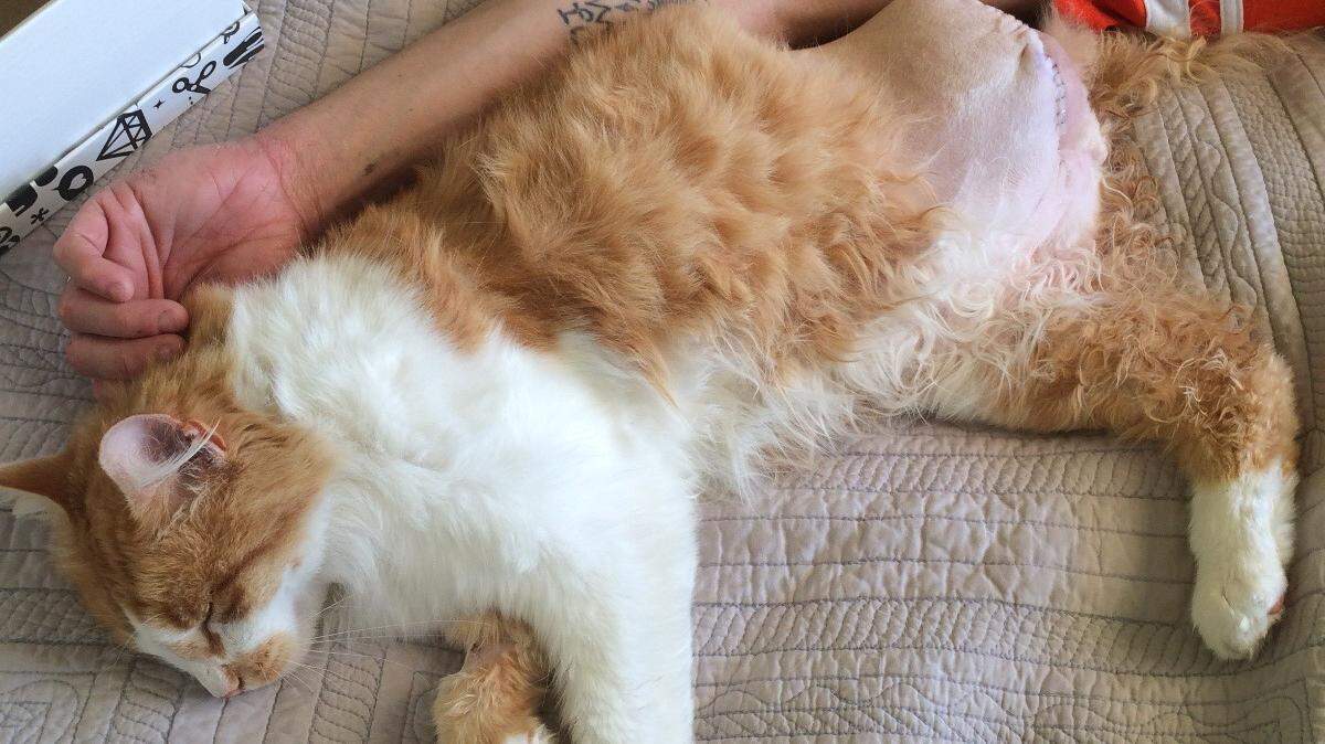 Emmett, a cat that belongs to Gillian Myers and lives in Bellingham's Sunnyland Neighborhood, suffered a gunshot wound on June 15 that resulted in an emergency surgery to remove his hind leg.