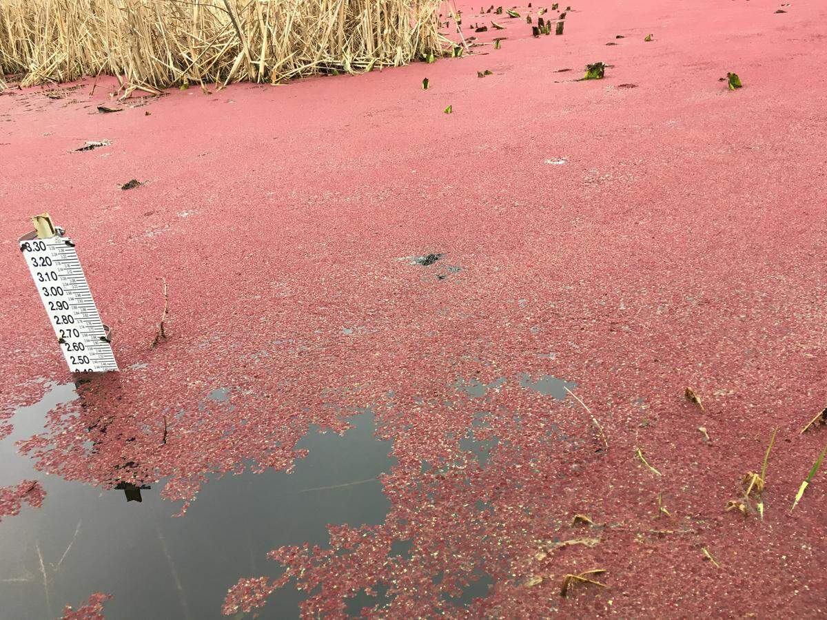 Azolla, a water fern, is turning Scudder Pond at the northeast end of Bellingham’s Whatcom Falls Park a bright rusty-pink.
