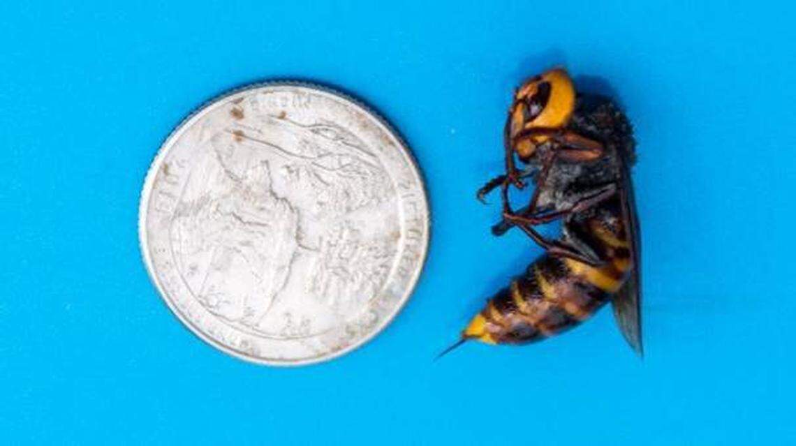 A dead Asian giant hornet was found Aug. 19, 2020, in a trap set by a beekeeper in the Birch Bay area. It was a worker. The Washington State Department of Agriculture announced the discovery on Friday, Aug. 28.