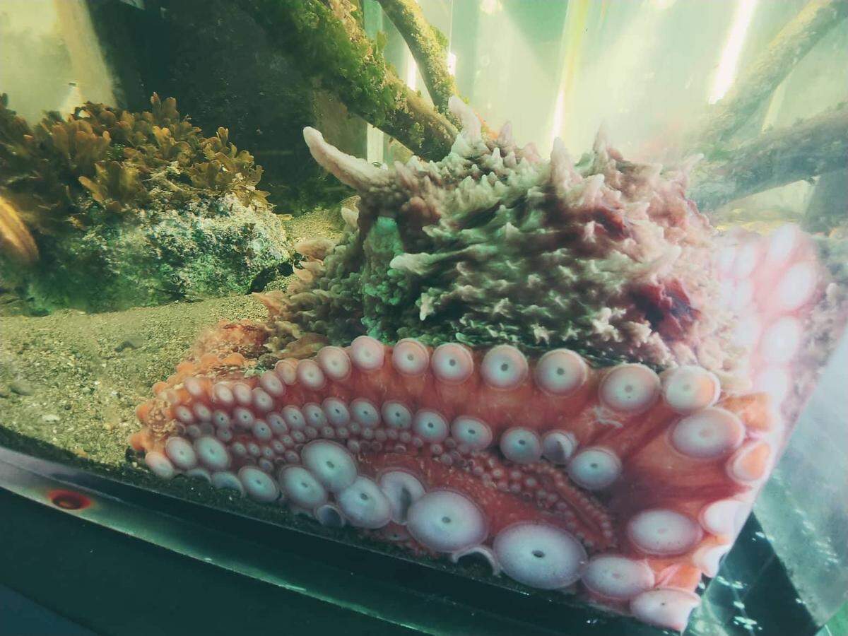Marine Life Center’s newest resident, a Giant Pacific Octopus, will be released back to the ocean this coming winter.
