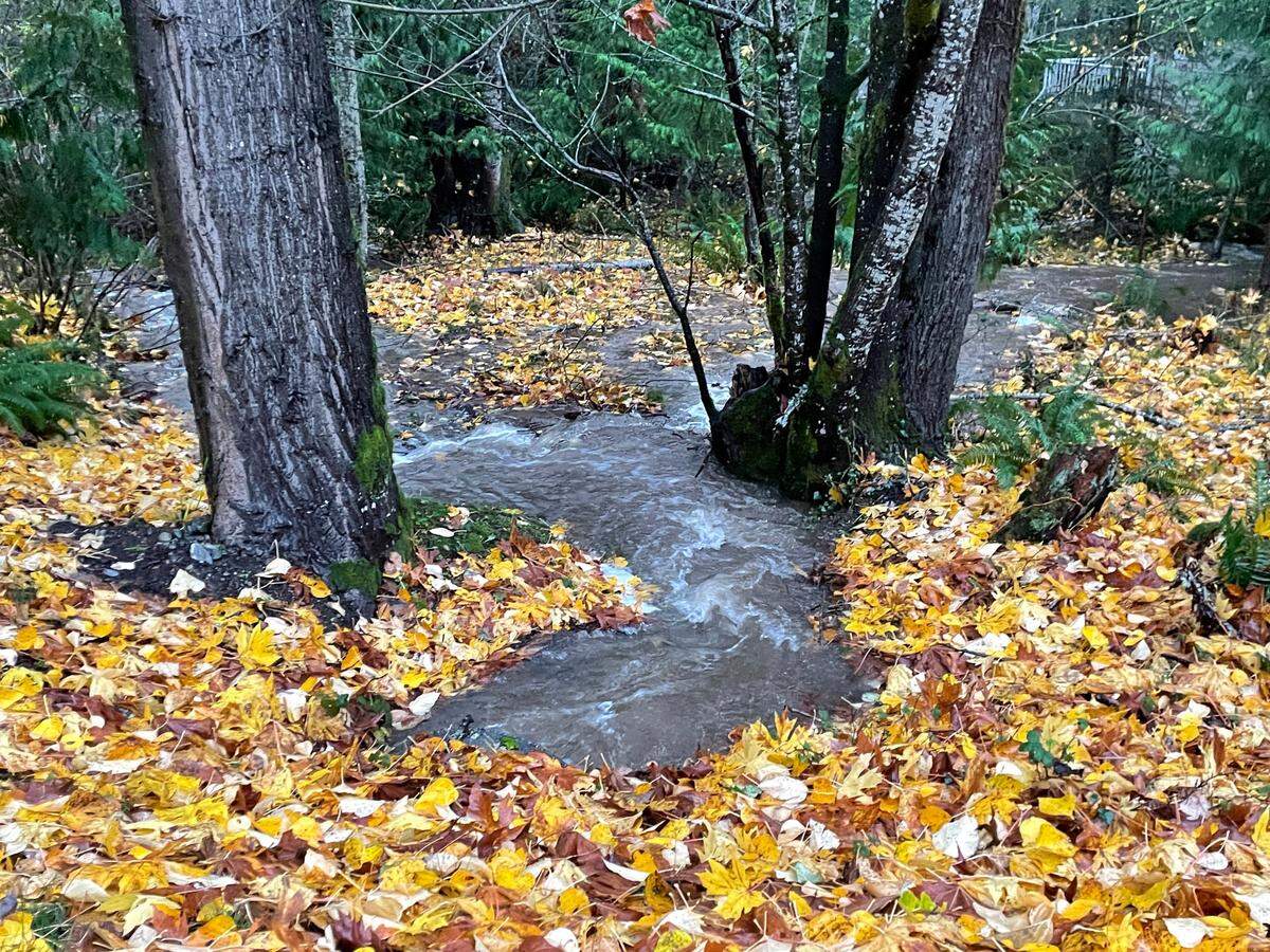 Water rushes from a drain under Columbus Avenue in the Geneva area south of Bellingham Monday, Nov. 15, as a result of a storm that hit Sunday, Nov. 14.