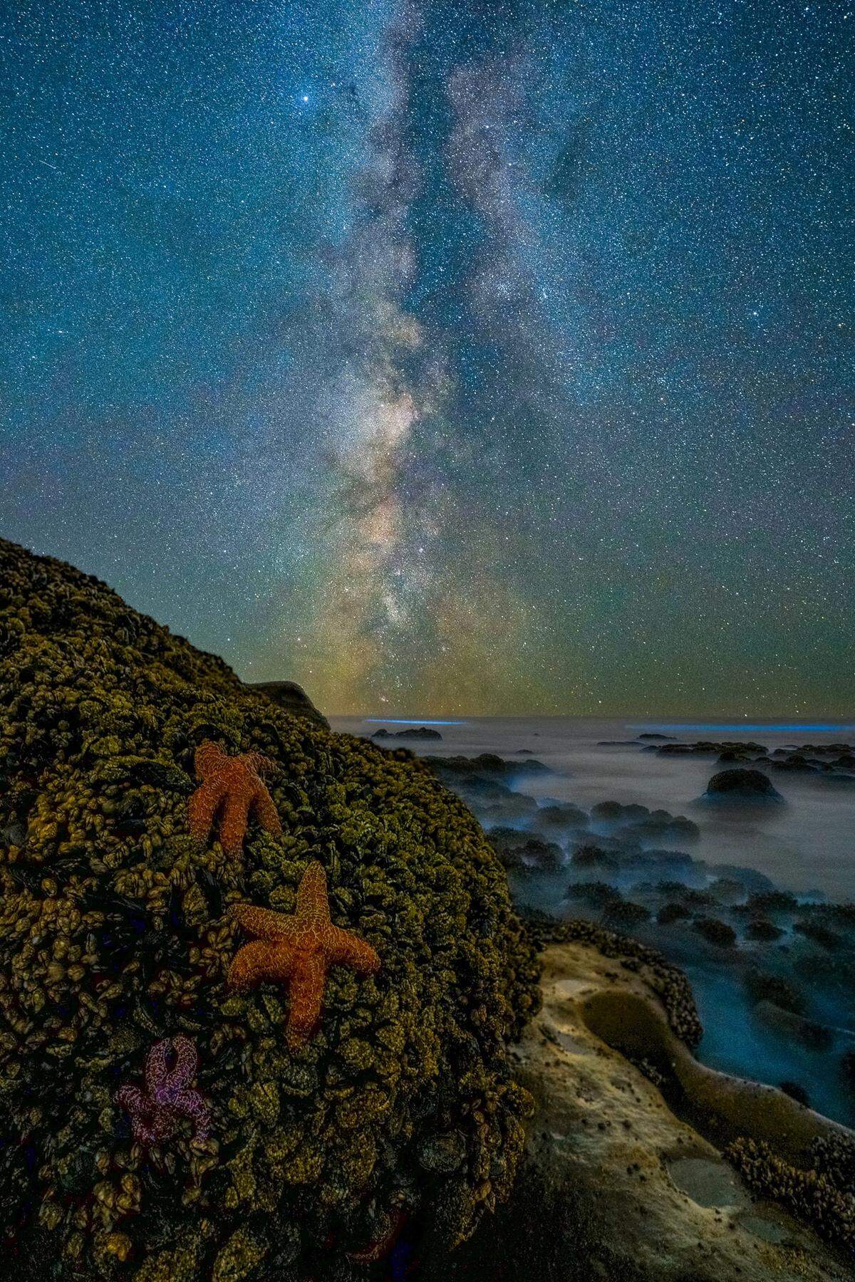 Ochre sea stars rest on a rock in front of bioluminescent waves at Kalaloch Beach near Forks, Wash., on Monday, Aug. 30, 2021. Western Washington University and the Community Boating Center are working to research plankton that make Whatcom waters glow in the summer with bioluminescence.