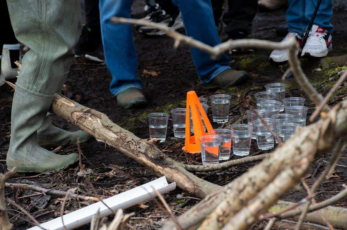 Plastic cups containing salmon are ready for Alderwood Elementary students to release into Willow Spring at Squalicum Creek Park on Friday, March 25, in Bellingham.