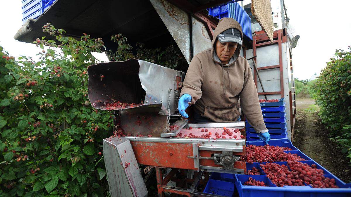 Raspberries are sorted on a harvester on a Whatcom County farm. Whatcom County has a booming blueberry industry and the county's largest harvests is raspberries. Blueberry farmers are concerned a tariff would hurt that industry, while raspberry farmers are considering asking for protection from international markets to increase prices.