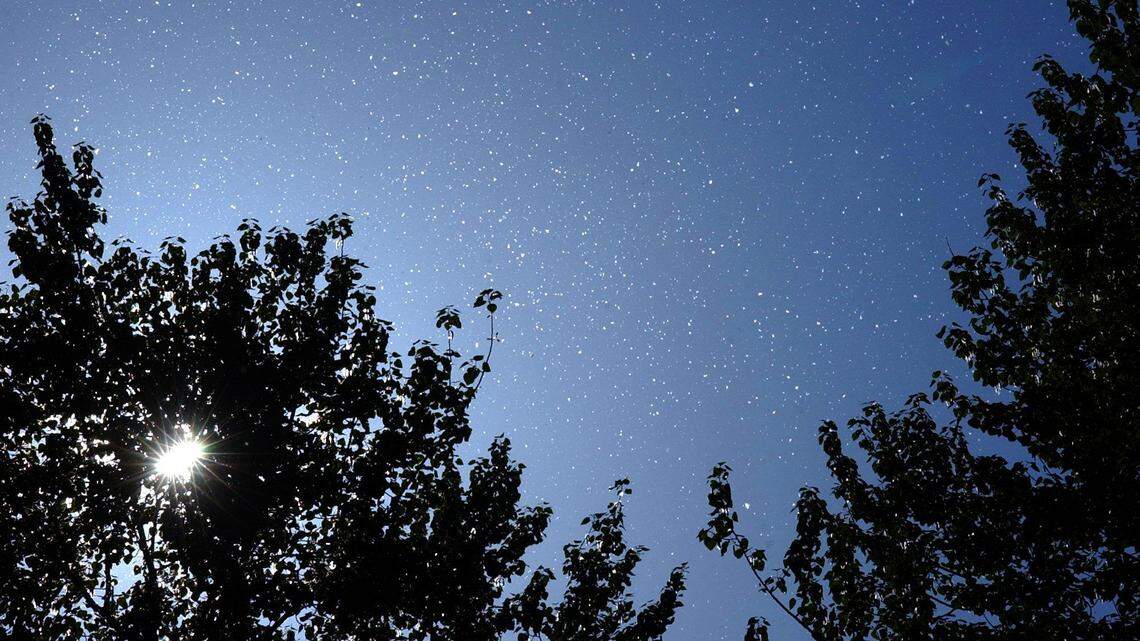 Cotton-like puffs carry cottonwood seeds back to earth near Scudder Pond in Bellingham. The cottonwoods and other trees of the willow family release their seeds in a show that can resemble springtime snow.