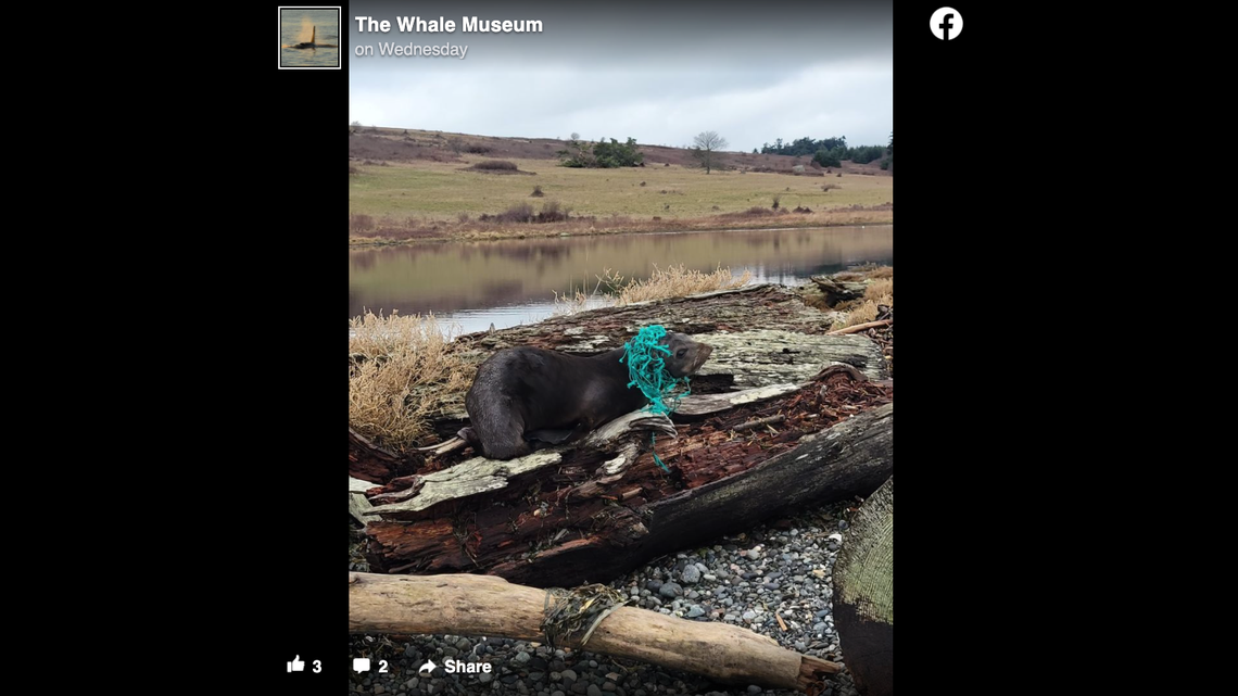 A young pinniped was found entangled in multi-filament netting at Jakles Lagoon on San Juan Island, Washington, The Whale Museum said. The Guadalupe fur seal will be released.