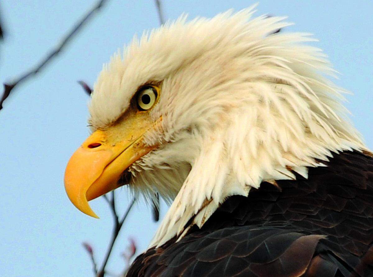 A bald eagle watches for salmon on the North Fork of the Nooksack River.