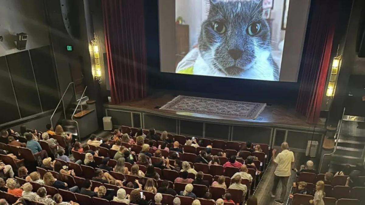 A crowd enjoys Cat Video Fest at The Little Theater in Rochester, New York.