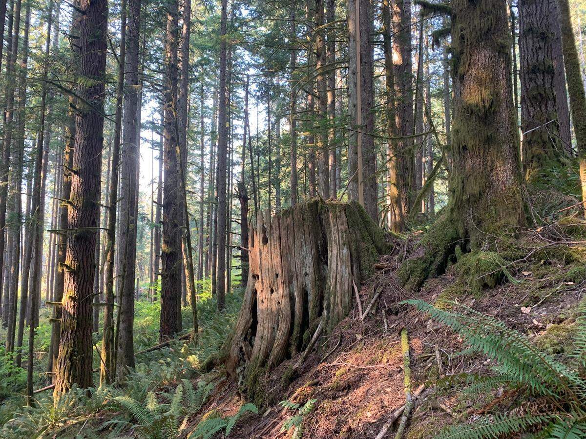 The Box of Rain forest is 40 acres near the middle fork of the Nooksack River in Whatcom County. It has only been logged once, 80-109 years ago.