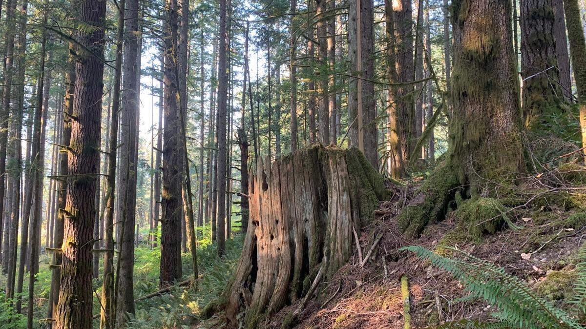 The Box of Rain forest was 40 acres near the middle fork of the Nooksack River in Whatcom County, Wash. It was cut over the spring of 2023. Before it had only been logged once, 80-109 years ago.