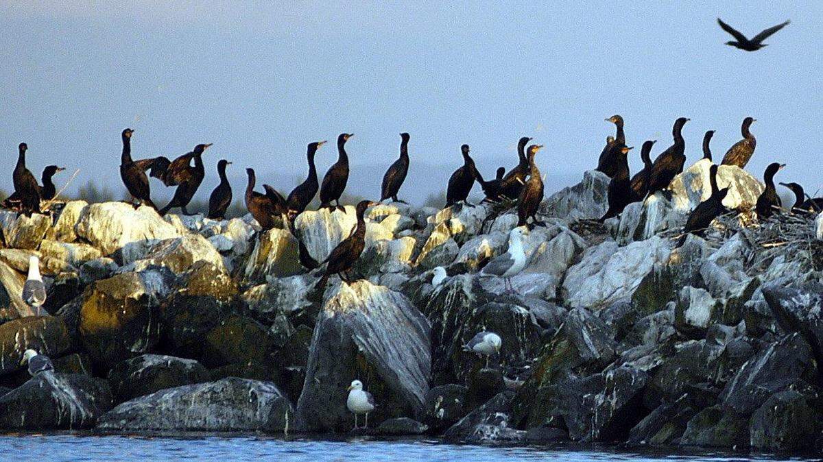 A colony of double-crested cormorants congregate inside the rocky breakwater of Blaine's commercial marina at an evening high tide in 2003. WDFW biologists will fly a drone over the Blaine waterfront Friday to help determine how many pair of double-crested cormorant nest in the area.