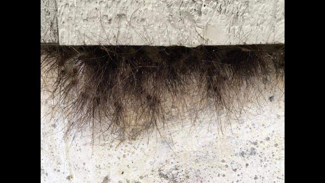 Harvestmen spiders, also called Daddy-longlegs, prefer moist areas and are often found “under rocks, on logs, and in your nightmares,” the National Park Service says.⁣