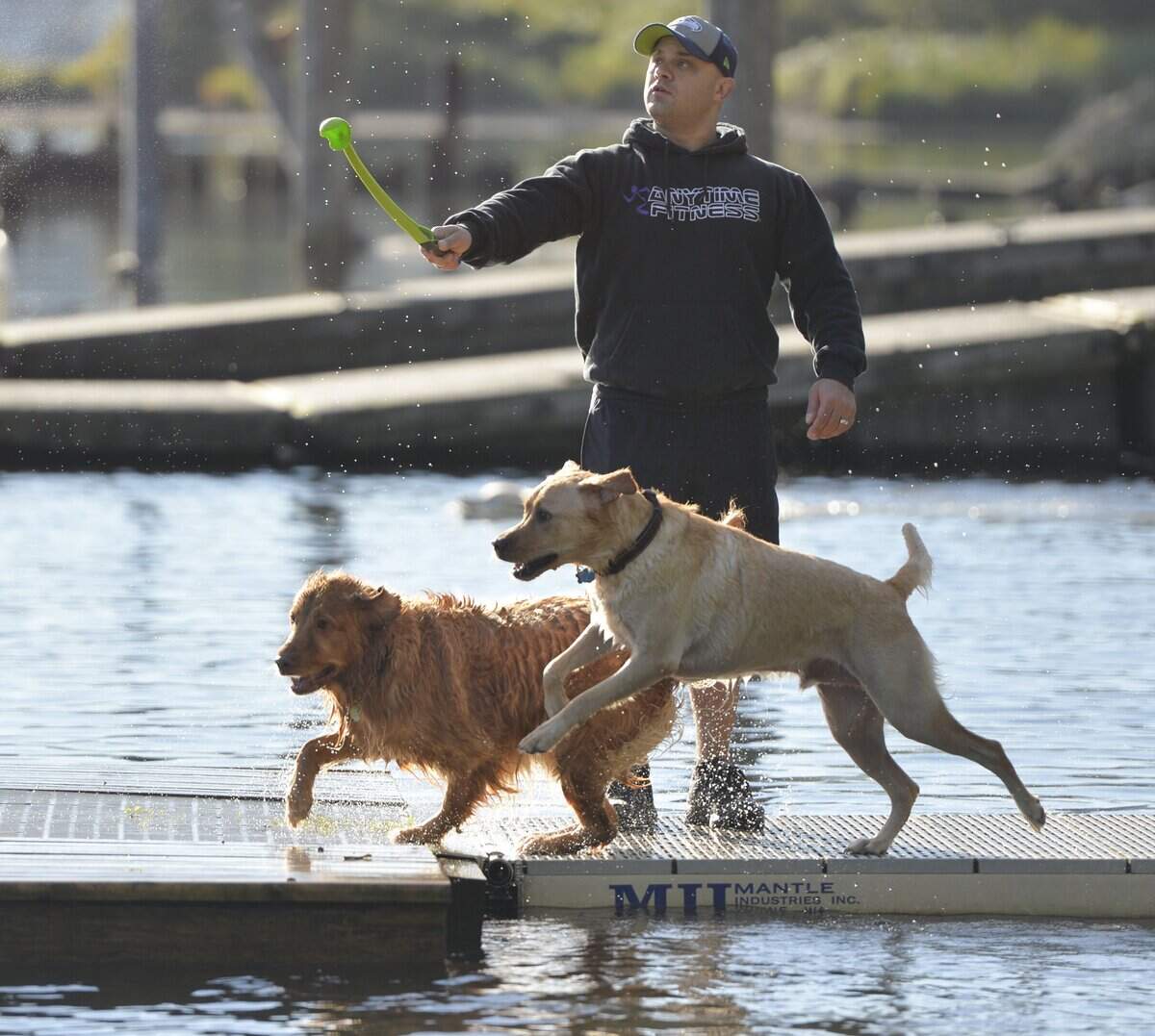 Dogs chase a tennis ball at the off-leash area at Bloedel Donovan Park on Lake Whatcom.