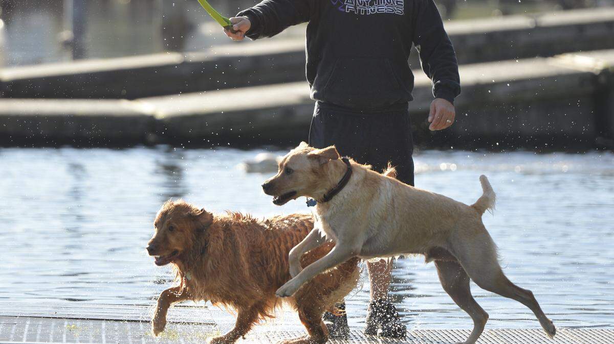 Dogs chase a tennis ball at the off-leash area at Bloedel Donovan Park on Lake Whatcom in a Bellingham Herald file photo.