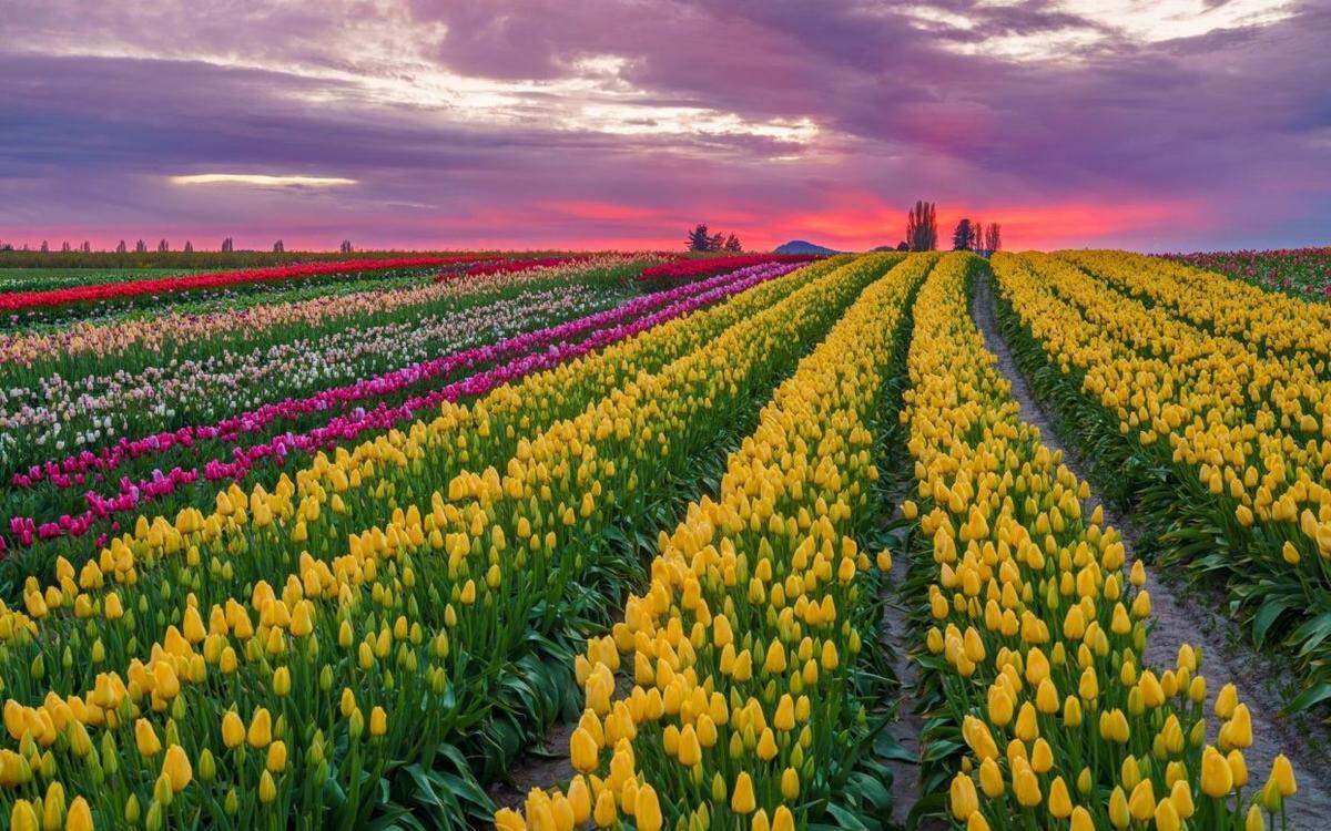 Tulip Town’s field in bloom in an undated picture in Mount Vernon, Wash. The farm began operations in 1984.