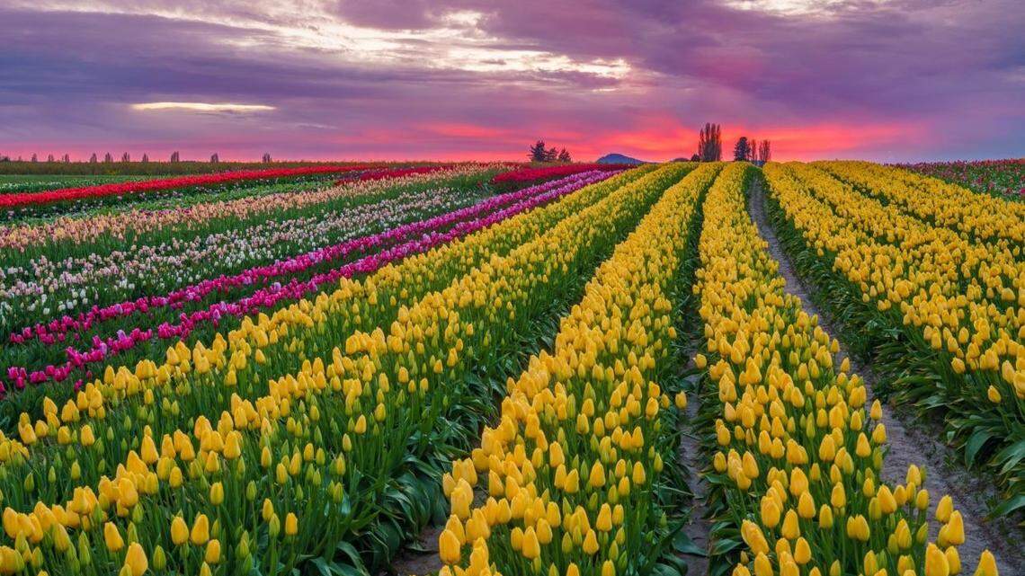 Inspired by Skagit festival? Here are some tips for growing tulips in Whatcom County