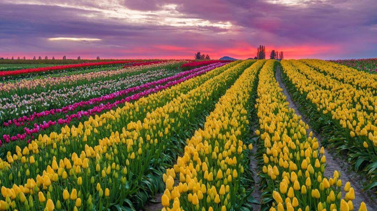 Tulip Town’s field in bloom in Mount Vernon. The farm began operations in 1984 and sells more than 60 varieties of tulip and daffodil bulbs for home gardens.