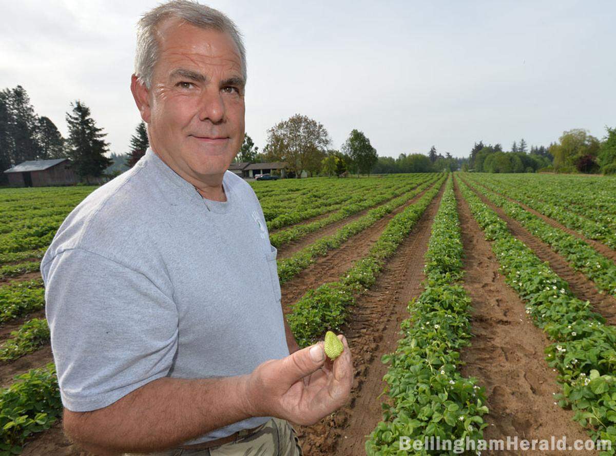 Mike Boxx, Boxx Berry Farm, strawberries, Whatcom