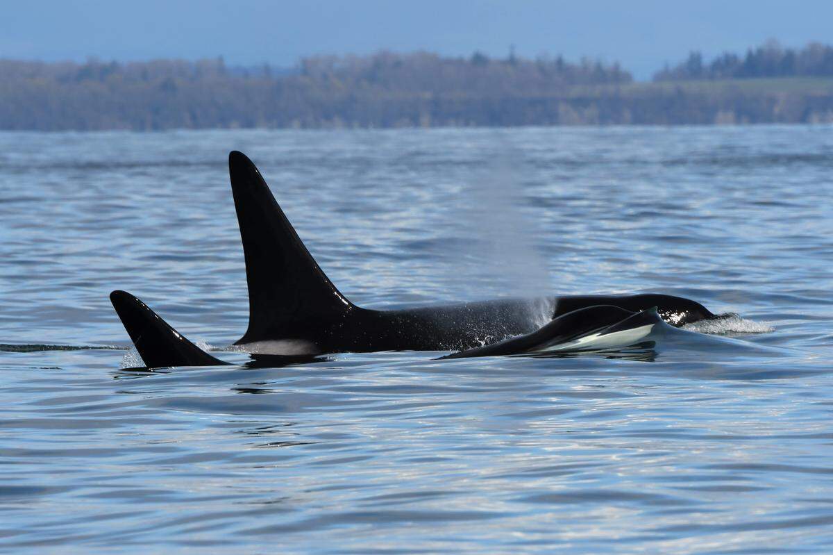Whale watchers in Washington state and British Columbia spotted a Salish Sea-record 72 Bigg’s killer whales Thursday, March 31. Brothers T101A “Rush” and T101B “Lagoon” were spotted by Maya’s Legacy Whale Watching.