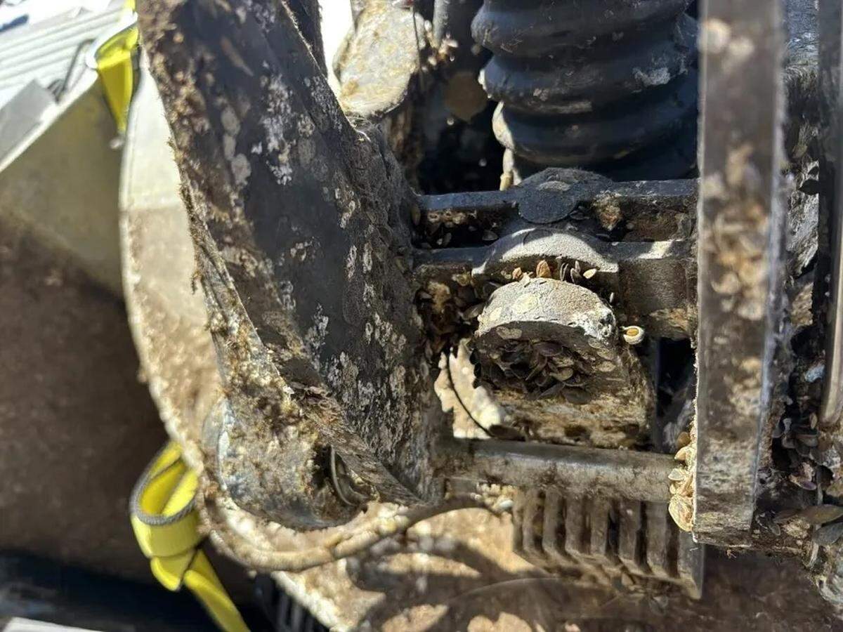Golden mussels were found by the Oregon Department of Fish and Wildlife (ODFW) during an interception on April 4, 2026, in Ashland, Ore.