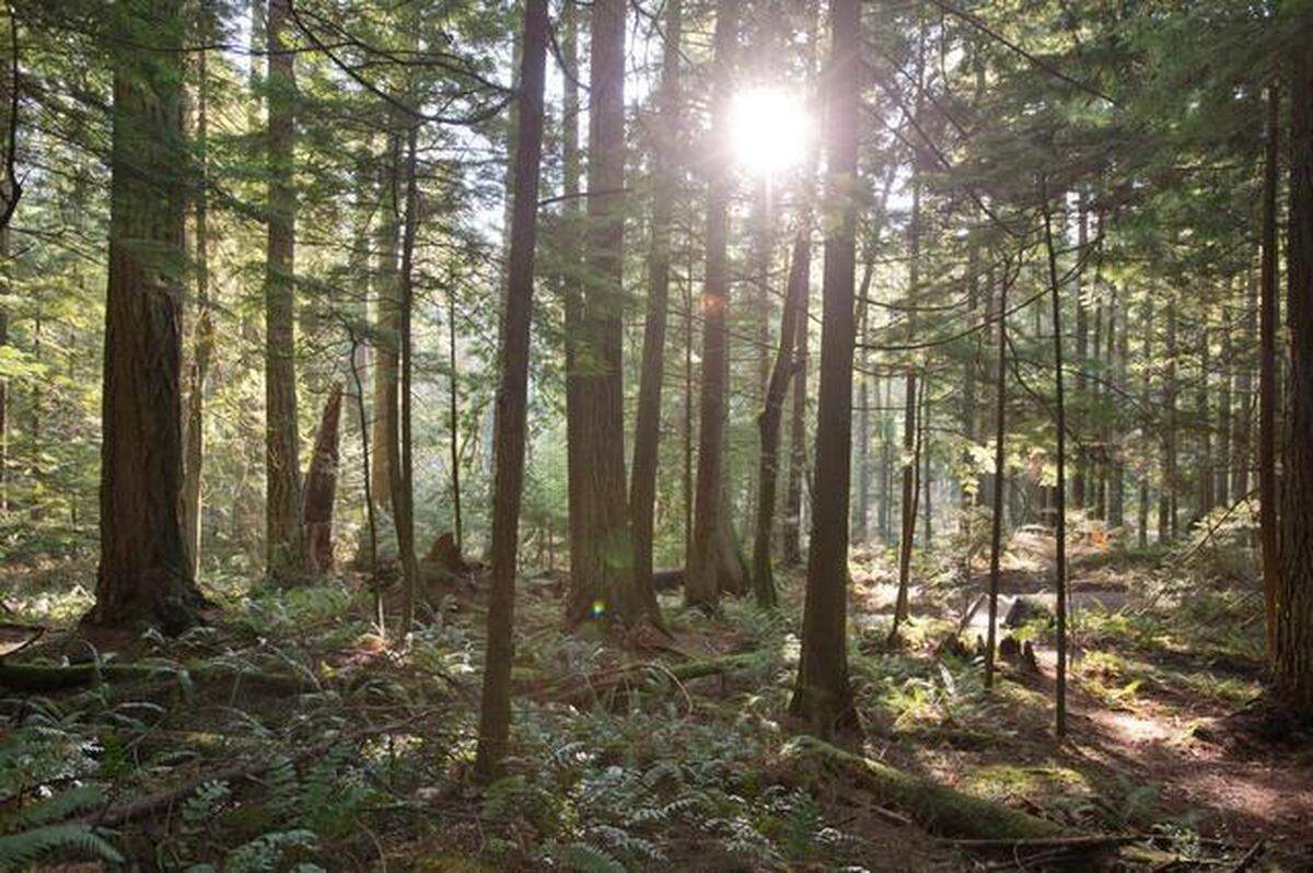 Stimpson Family Nature Reserve near Sudden Valley offers solitude over roughly four miles of trail that go past two ponds and through a lush wooded setting.