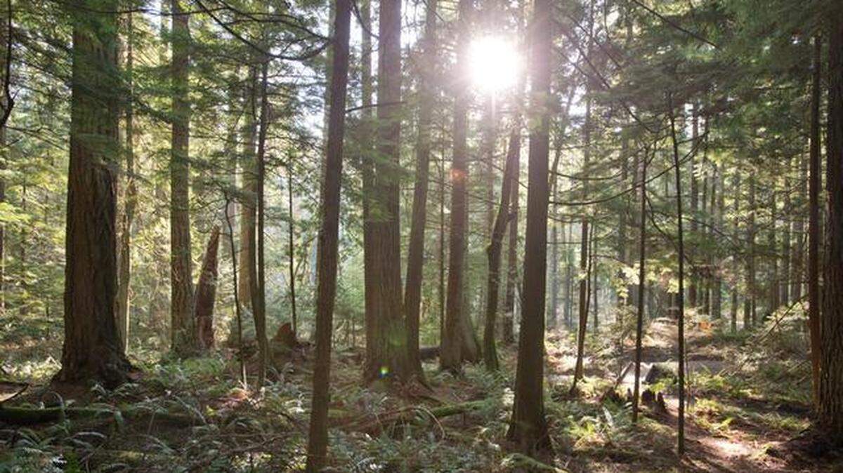 Stimpson Family Nature Reserve near Sudden Valley offers solitude over roughly 4 miles of trail that go past two ponds and through a lush wooded setting.