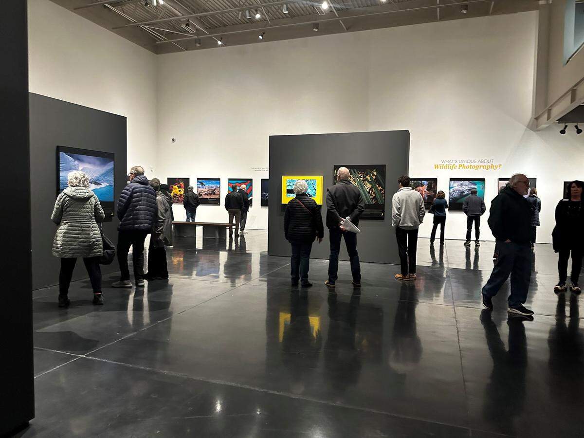Ronan Donovan’s work is on display at the Whatcom Museum’s “Greatest Wildlife Photographs” exhibit. “Greatest Wildlife Photographs” is organized and traveled by the National Geographic Society.