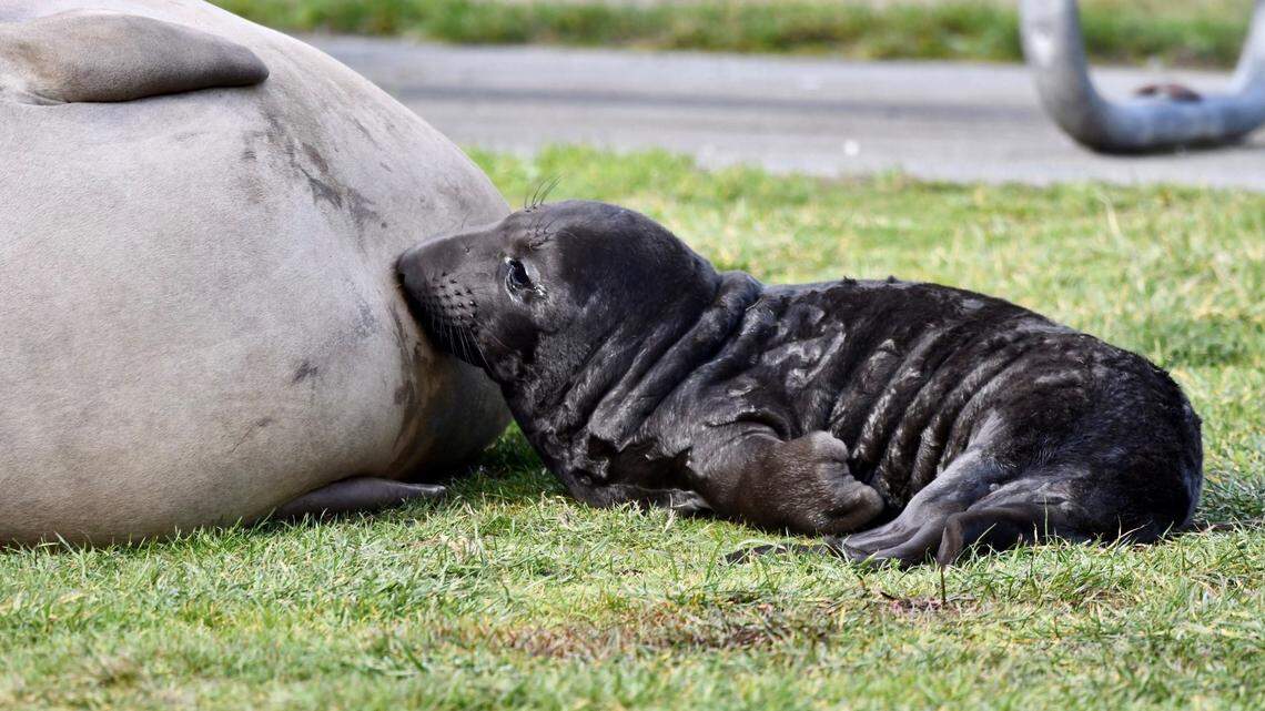 A northern elephant seal gave birth to her first pup in the Deception Pass State Park on Jan. 31, 2022, the Washington State Parks reported.