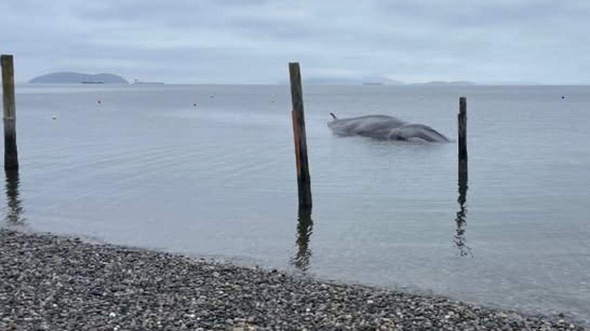 A stranded fin whale died on a beach off Samish Island near Bellingham on Tuesday, May 5,.