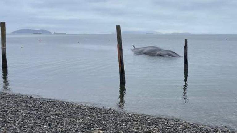Stranded subadult fin whale dies on Samish Island beach in Skagit County