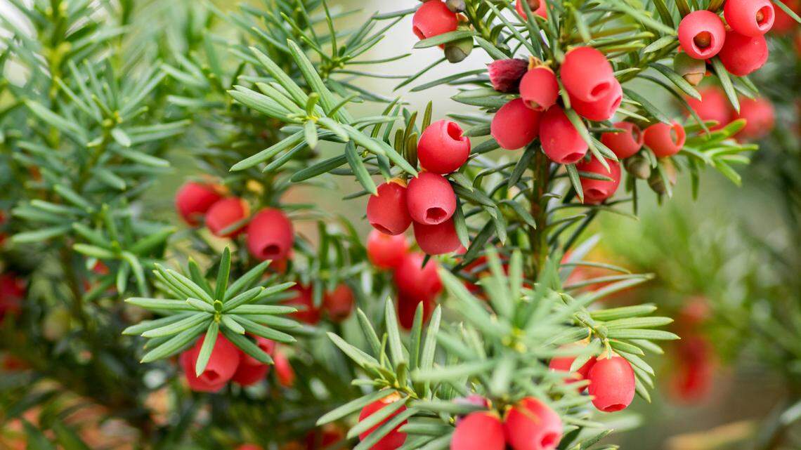 Wild berry picking season: Here are WA state’s common toxic and poisonous wild berries