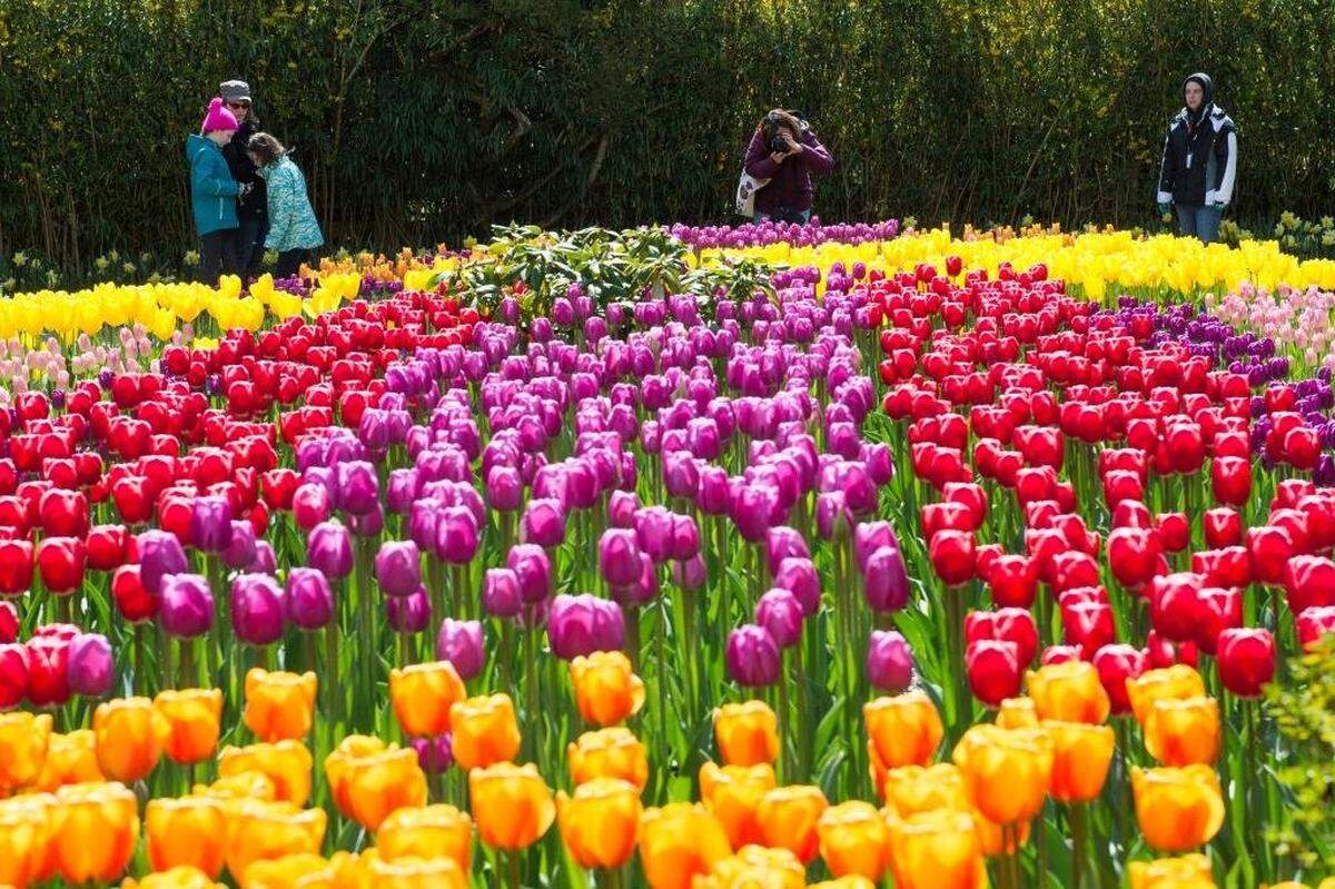 Skagit Valley Tulip Festival attendees explore and take pictures in the display garden at Roozengaarde in Mount Vernon in this file photo. After a year hiatus, the festival returns April 1, 2021, with COVID-19 health and safety rules.
