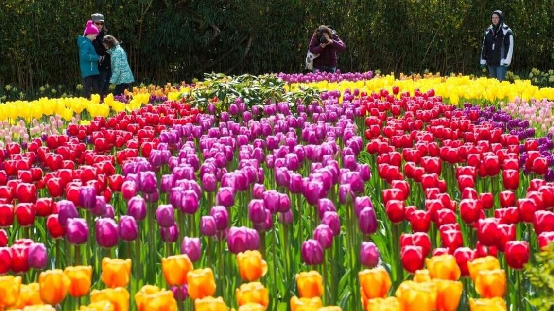 Skagit Tulip Festival returns with a third garden. Here’s when you’ll find peak bloom