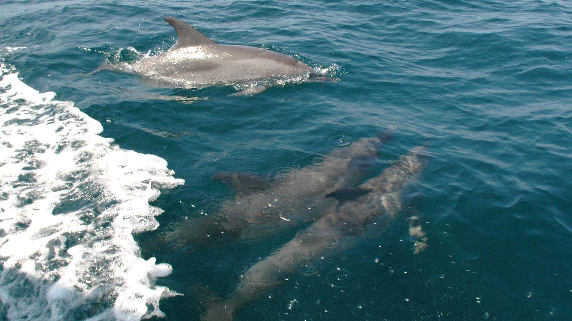 Bottlenose dolphin swim alongside a fishing boat in the Gulf of Mexico miles off the coast of Panama City, Fla. A group of five to six bottlenose dolphins that have been sighted in the Puget Sound regularly since September 2017. They have migrated from their normal home in California to the cooler Washington waters.