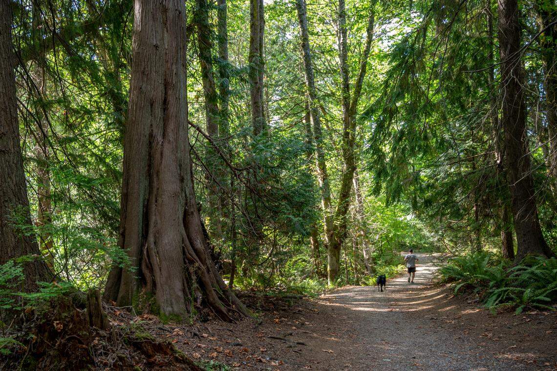 A Western redcedar lines the main trail at Whatcom Falls Park on Wednesday, Sept. 7. Western redcedar die-off has significantly worsened since 2015, when a severe drought hit the region.