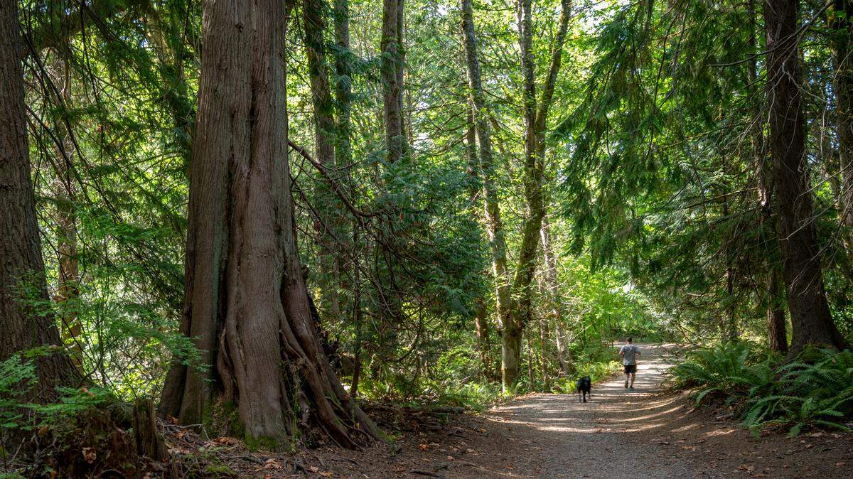A Western red cedar lines the main trail at Whatcom Falls Park on Wednesday, Sept. 7, 2021, in Bellingham, Wash.