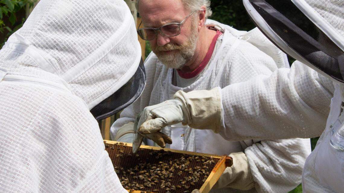 Michael Jaross examines bees in a backyard hive in Whatcom County. His class for beginner beekeepers starts Tuesday, March 7, and runs for eight weeks.