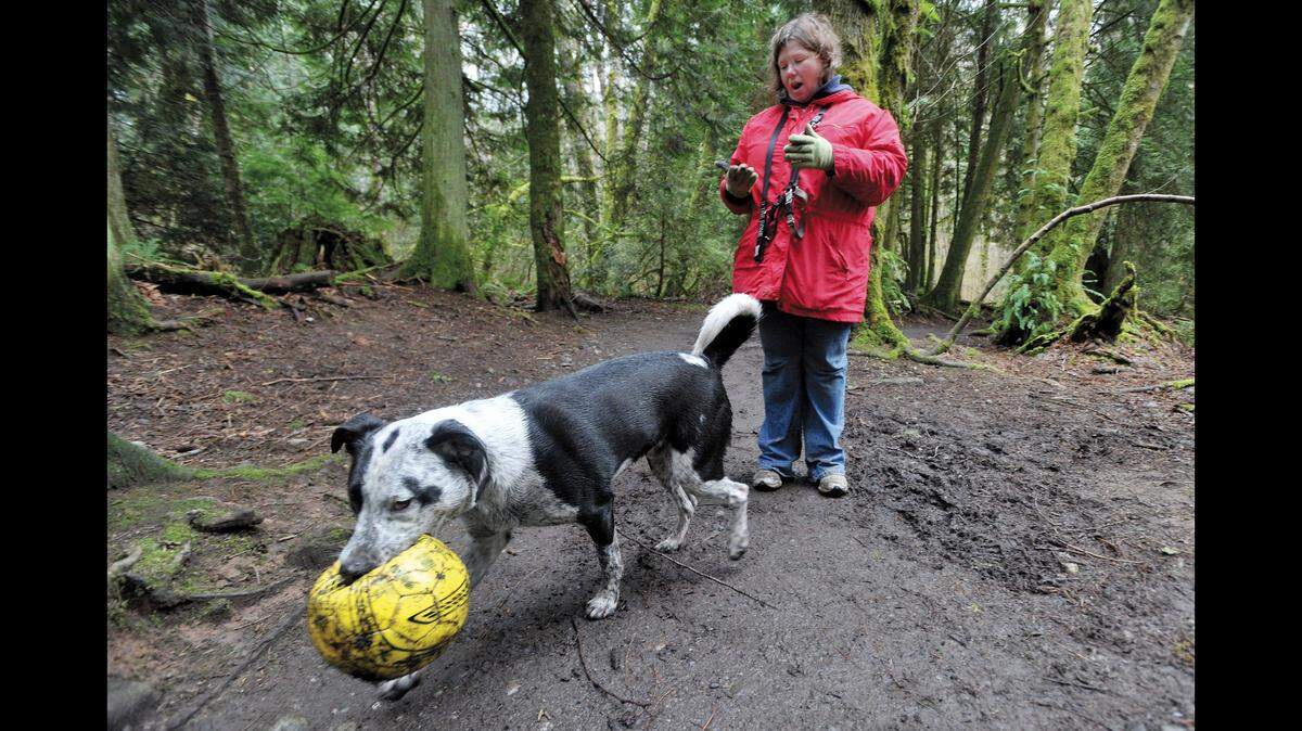 As Felicia Judge wipes off a bit of mud from her hands, Hendrix, her year old blue heeler lab mix, digs his teeth into a soccer ball he found in the woods at Lake Padden Park in 2012. “He likes to get dirty,” she says, as they walk through the muddy path.