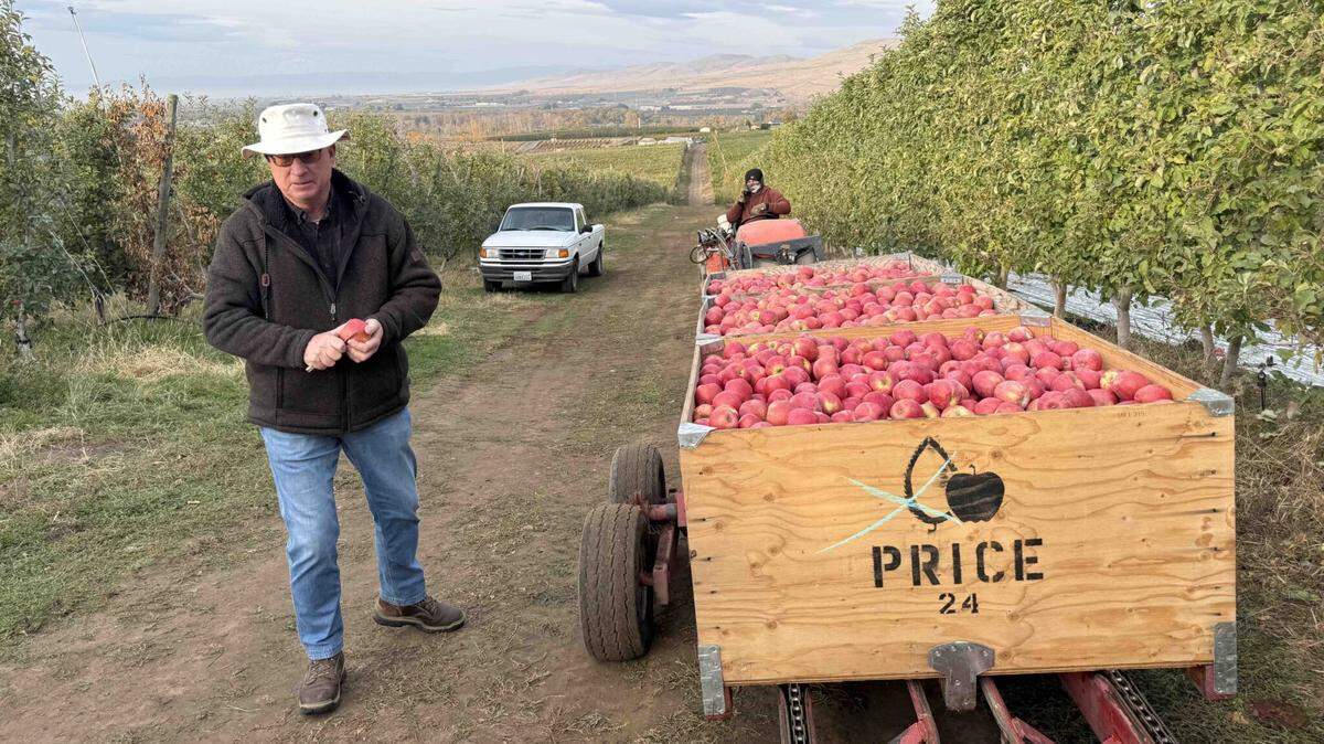 Aaron Clark, a vice president for Price Warehouse & Cold Storage, focuses on hiring local workers for apple harvests grown on some 3,500 acres of central Washington orchard lands, which include this acreage near Union Gap.