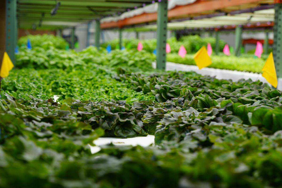 Salad greens are growing at FarmWild’s urban, indoor aquaponic farm.