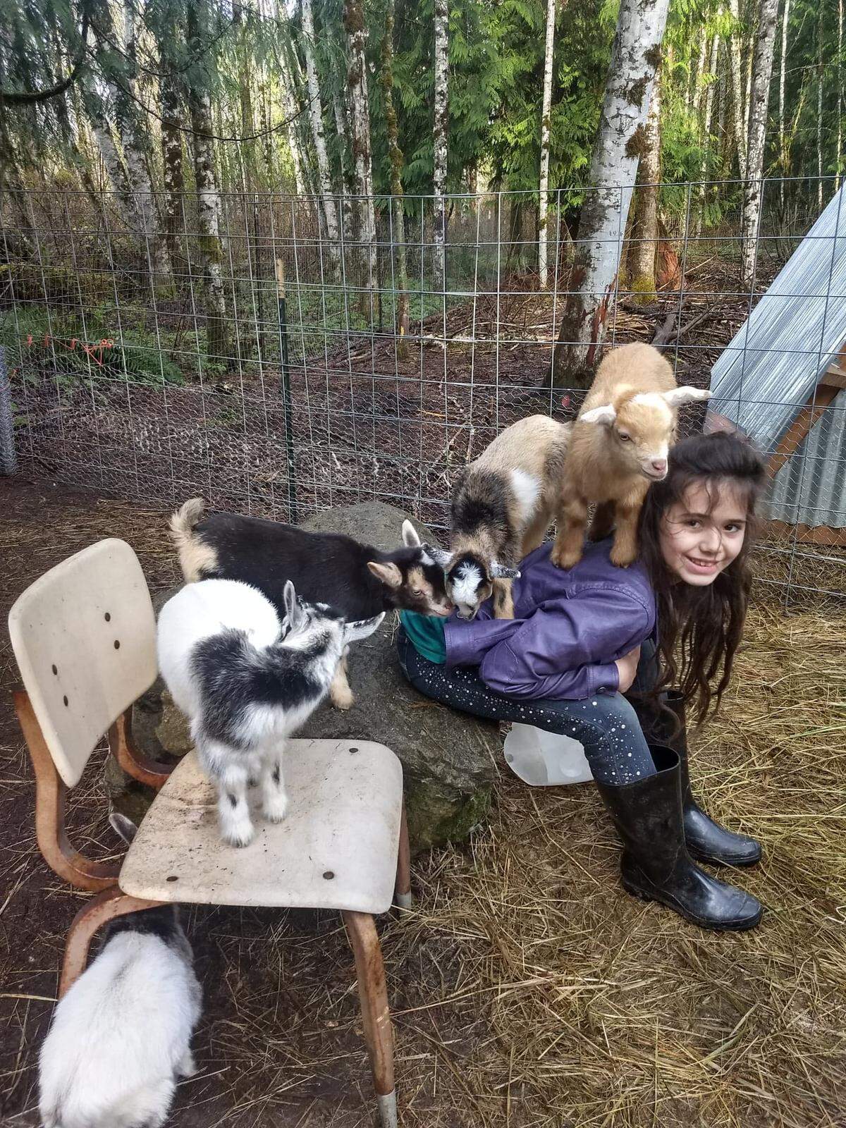 Emerald Van Hook plays with her family goats at their Deming-area home. Five goats, including two babies and a pregnant doe, have disappeared in the last week and are suspected stolen.