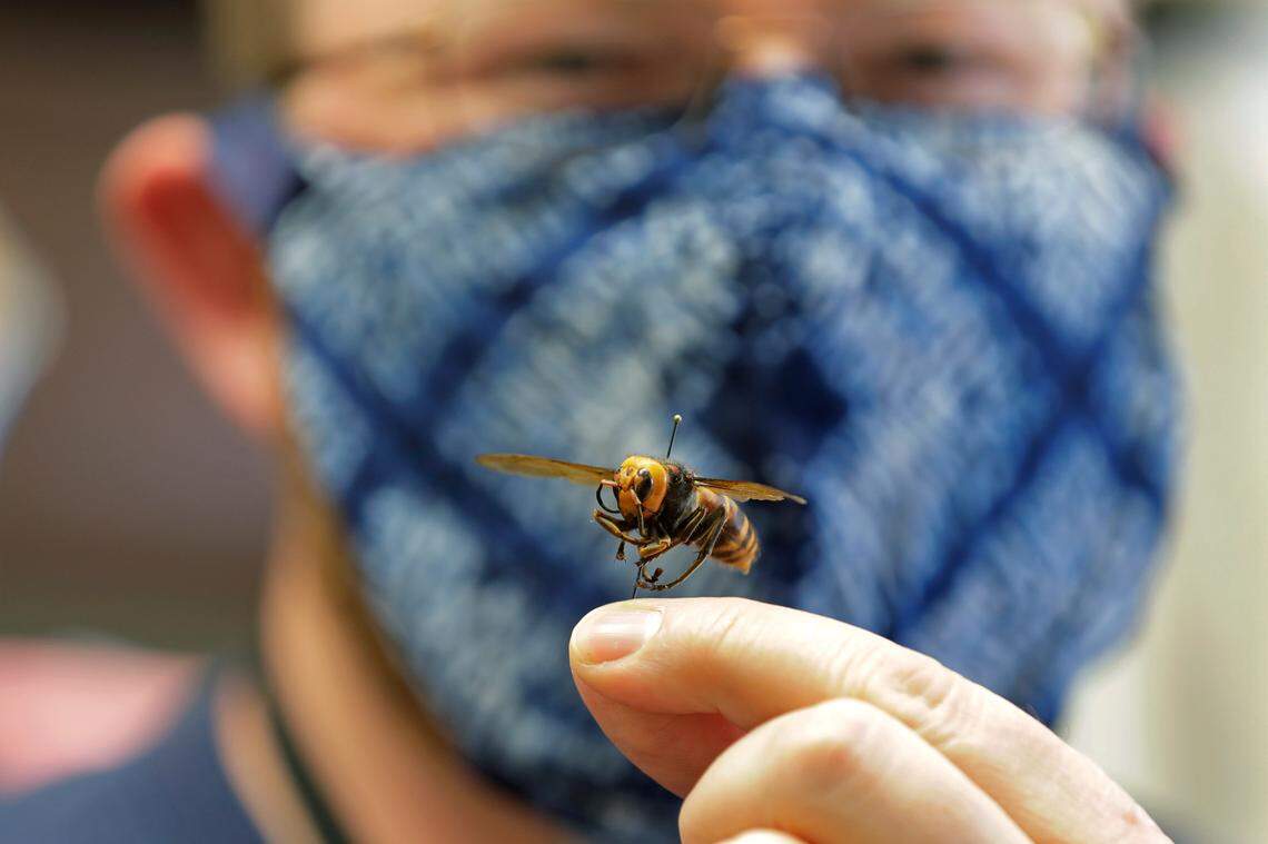 Sven Spichiger, an entomologist with the Washington state Department of Agriculture, poses for a photo with an Asian giant hornet from Japan mounted on a pin in Olympia, Wash., on May 4, 2020. The insect, which has been found in Washington state, is the world’s largest hornet, and has been dubbed the “murder hornet” in reference to its appetite for honey bees, and a sting that can be fatal to humans.